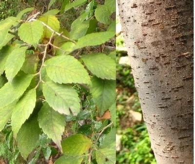 闊葉樹種|闊葉植物:植物分類,植物分布,